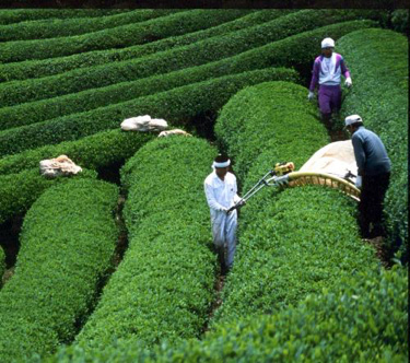 宇治茶の収穫