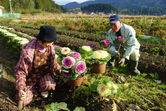 葉牡丹の収穫作業が最盛期 公式 ｊａグループ京都