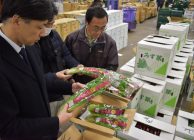 自動包装機に対応した包装容器で京のブランド産品「京みず菜」を試験出荷