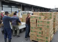 向島地域レタス出荷最盛期